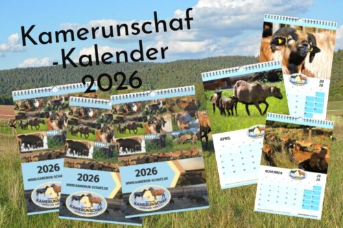 Vereinskalender 2026 – Bild 2